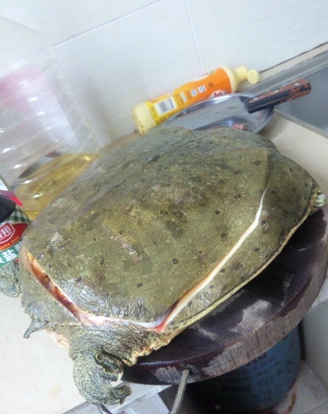 我想这应当是团鱼的结石吧!