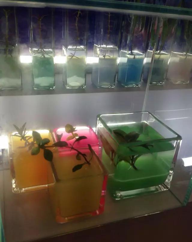 各种你没见过的新奇东西！不看后悔！