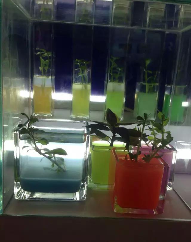 各种你没见过的新奇东西！不看后悔！