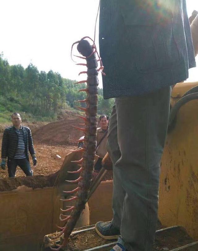 男子工地挖掘出一米多长的蜈蚣,全场人都被这么大的蜈蚣给惊呆了