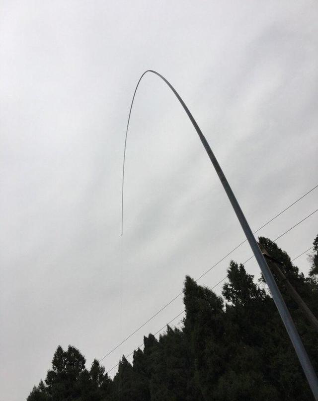 去钓鱼终遇许久不见的大弯弓,爆连叉尾爽歪歪!