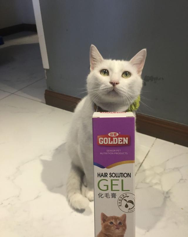 不走弯路,猫咪便秘如何防治到点子上