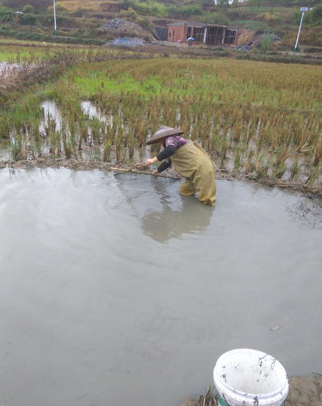 稻田里挖个池塘放鱼,随时可以吃到新鲜的鱼!
