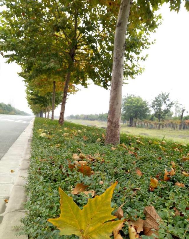 走访曾经的“鬼城”：洛阳伊滨区