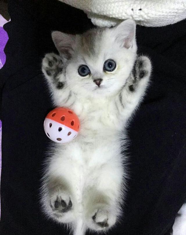 我一直以为猫咪不黏人!自从有了酸奶喵后我刷