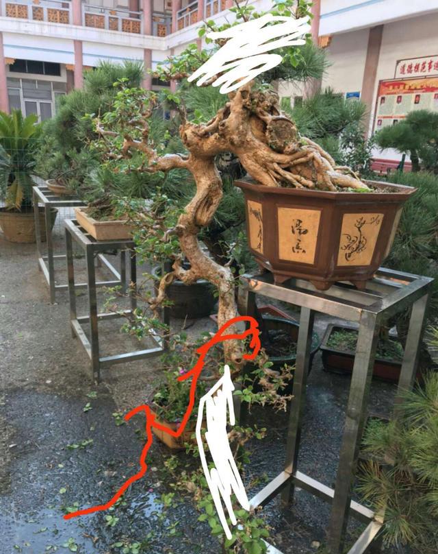 悬崖式盆景常见的误区