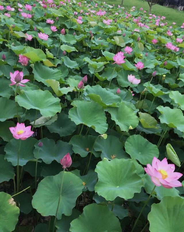 指扒掉我的衣服;消暑:把我的霓裳和下面一起煮水喝