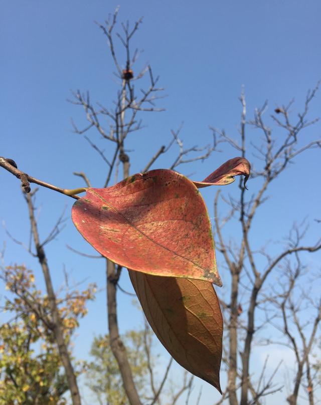 山东龙口黄水河湿地公园---走不完的秋