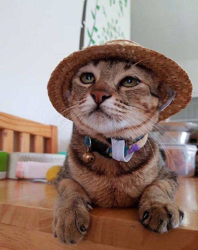 猫咪带上小草帽,土帅土帅的,网友:这是你们村最酷的猫吧