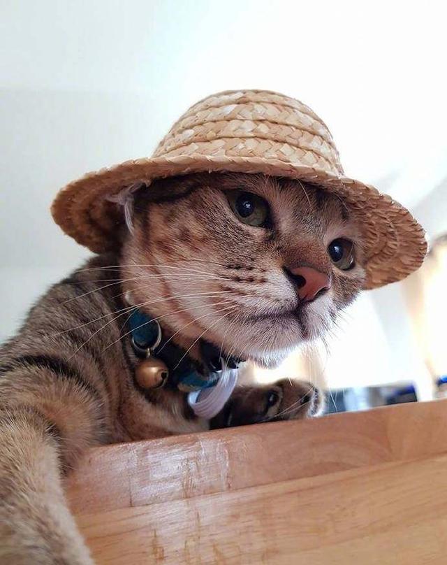 猫咪带上小草帽,土帅土帅的,网友:这是你们村最酷的猫吧