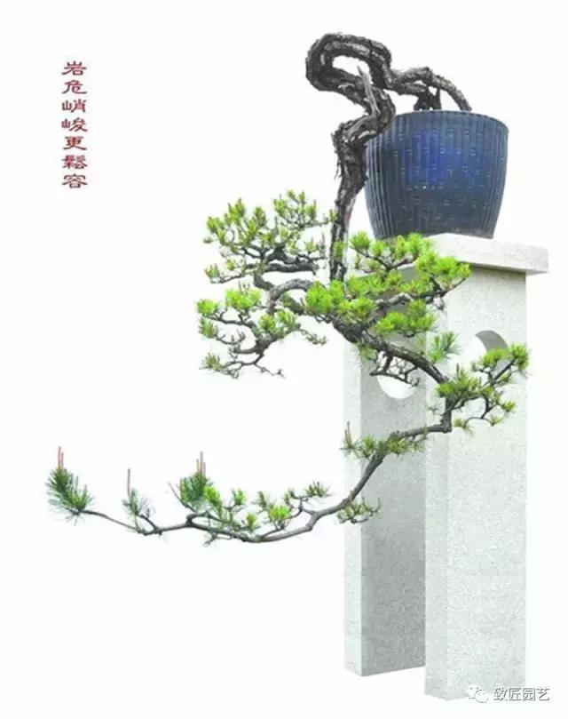徽派树桩盆景的精华就是游龙式造型 赶紧收藏起来学习
