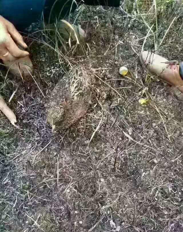 一母鸡为了保护产下的蛋活活被山火烧死,从未想过逃跑