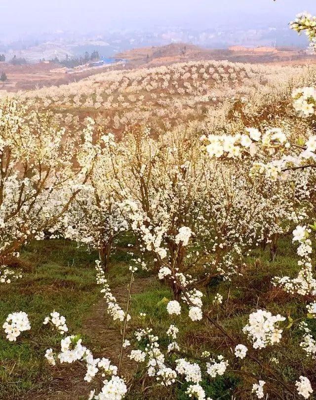 错过将后悔一年!贵州毕节周边赏花攻略