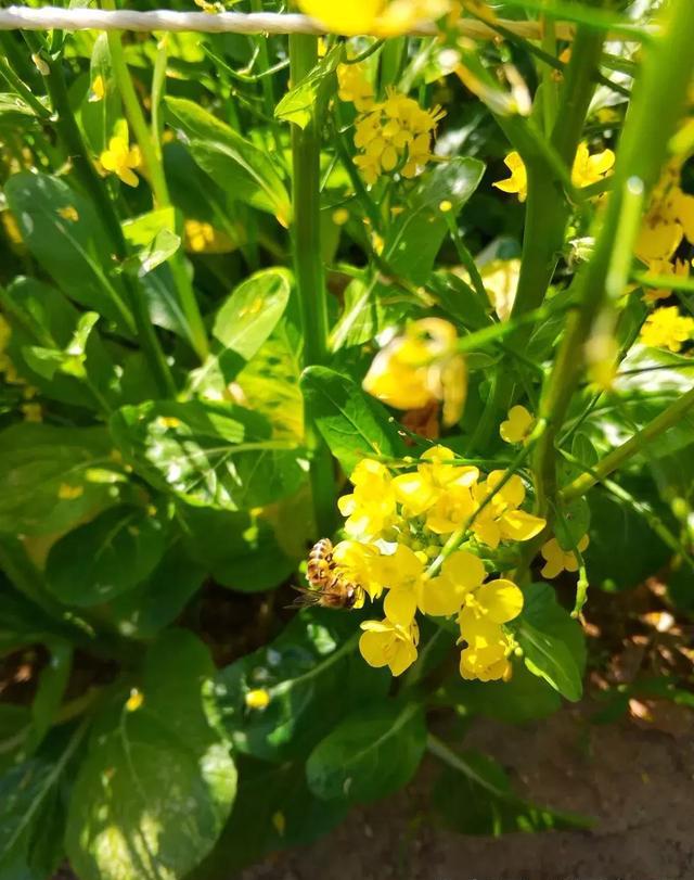 东山岛的油菜花又开,一如既往的美!