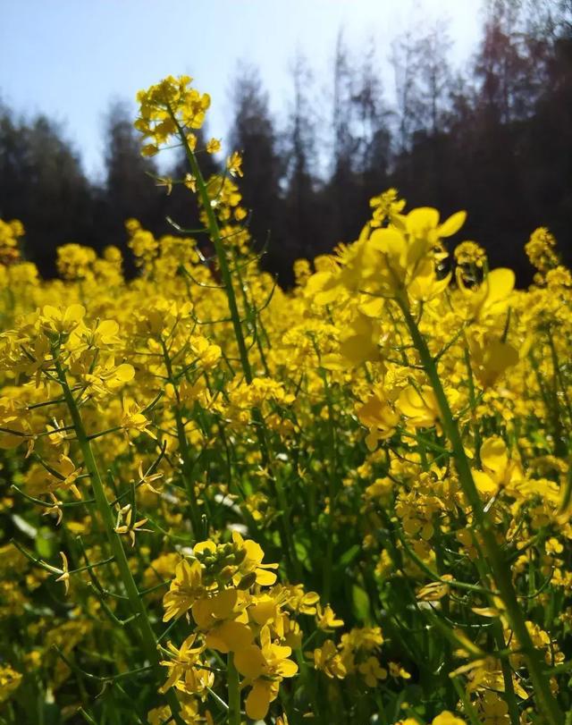 东山岛的油菜花又开,一如既往的美!