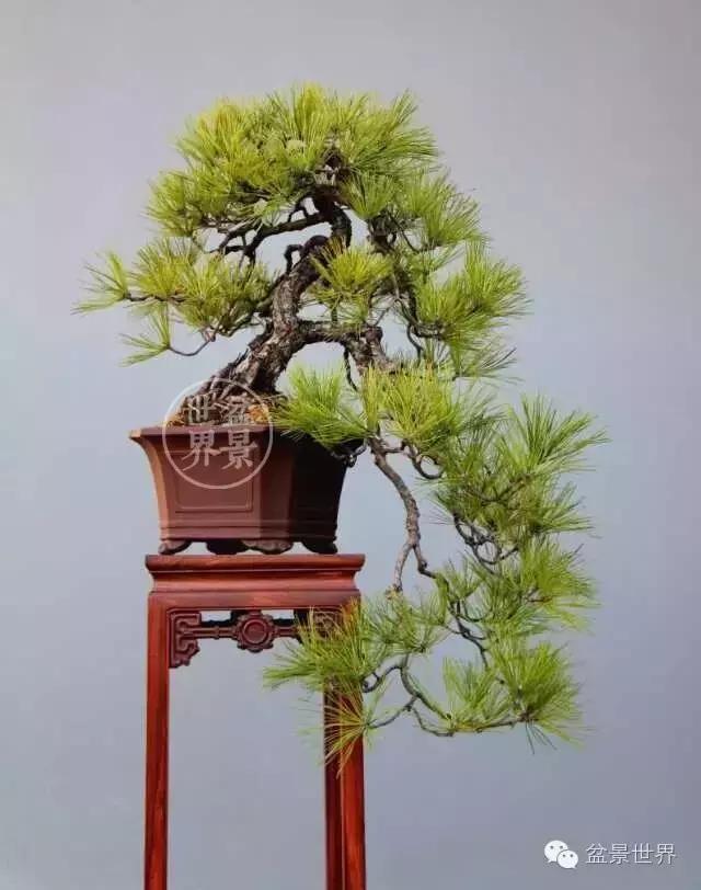 大雪压青松, 青松挺且直, 黄山松盆景精品欣赏