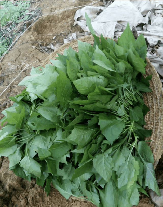 农村"白花菜"药材价值高, 市场卖到几块一斤, 你吃过吗?