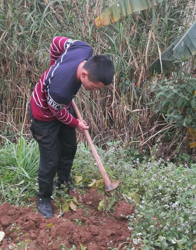 小伙第一次去农村挖土瓜挖的那么激动