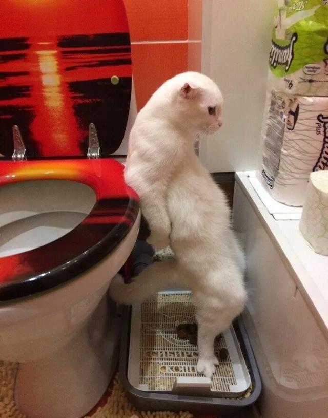 最近被这只站着拉屎的猫咪刷屏了!网友们纷纷表示不服
