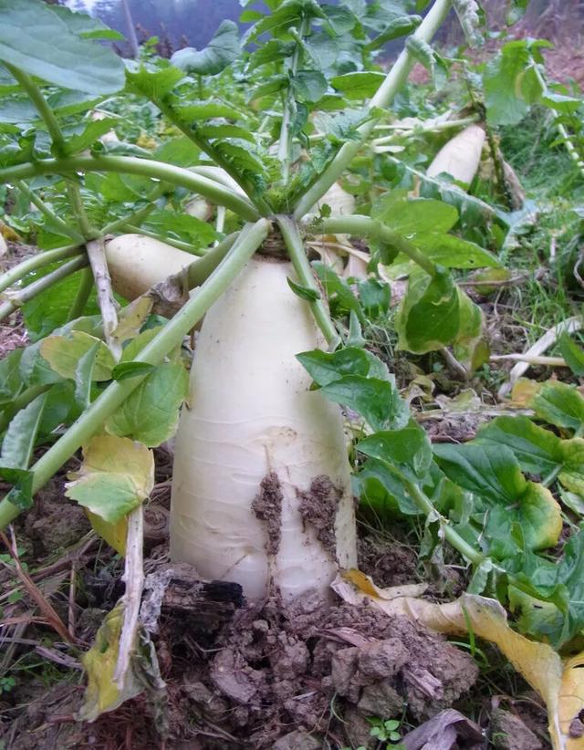 白萝卜有什么营养价值,什么人千万不能吃白萝