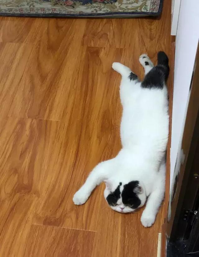 猫咪趴着的姿势很眼熟,猫友建议我加狗友群