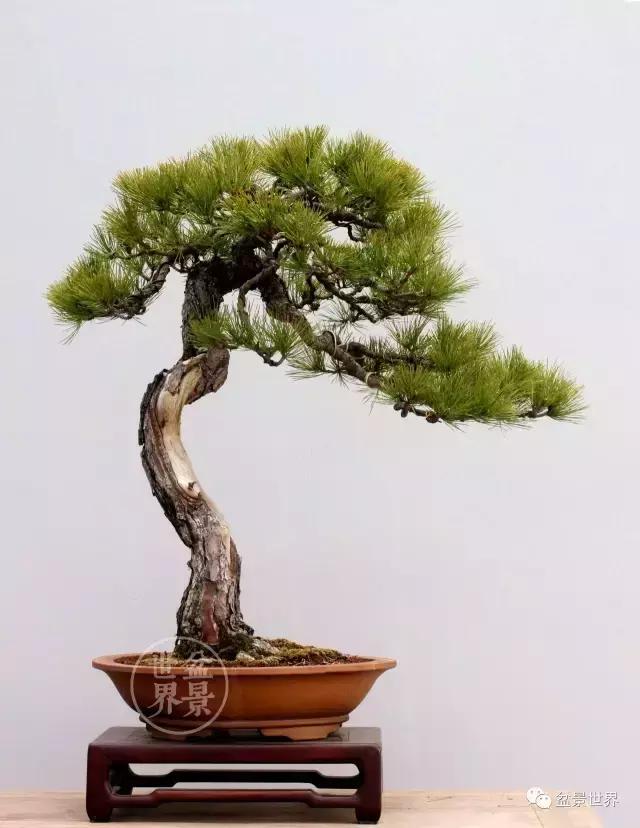 大雪压青松, 青松挺且直, 黄山松盆景精品欣赏