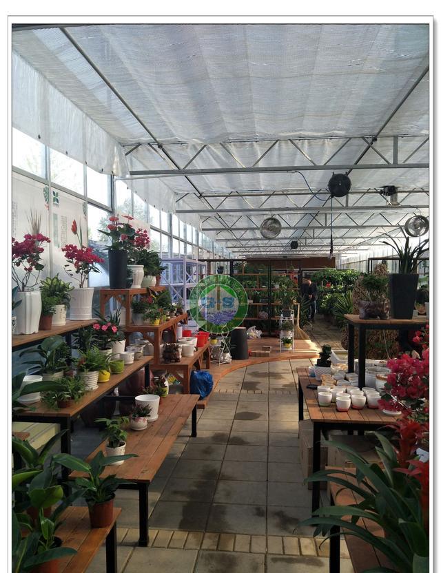 河南洛阳连栋花卉超市温室开业迎客