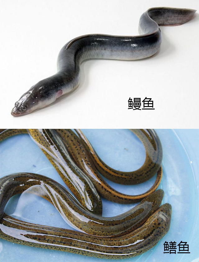 鳗鱼和鳝鱼是同一种东西吗日本人那么爱吃的鳗鱼就是鳝鱼