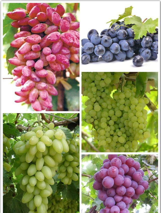 美女不能不吃的四种水果,尤其是百香果,你知道