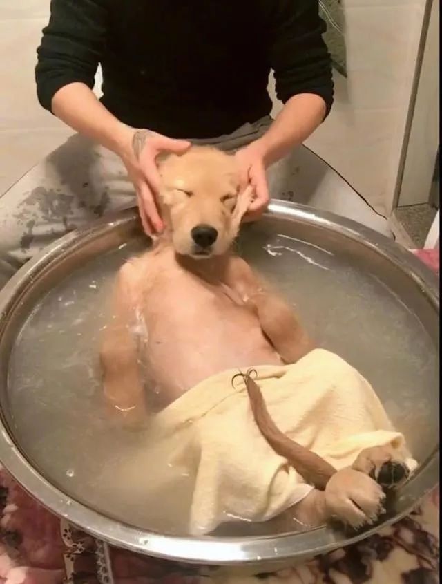 狗洗澡图片