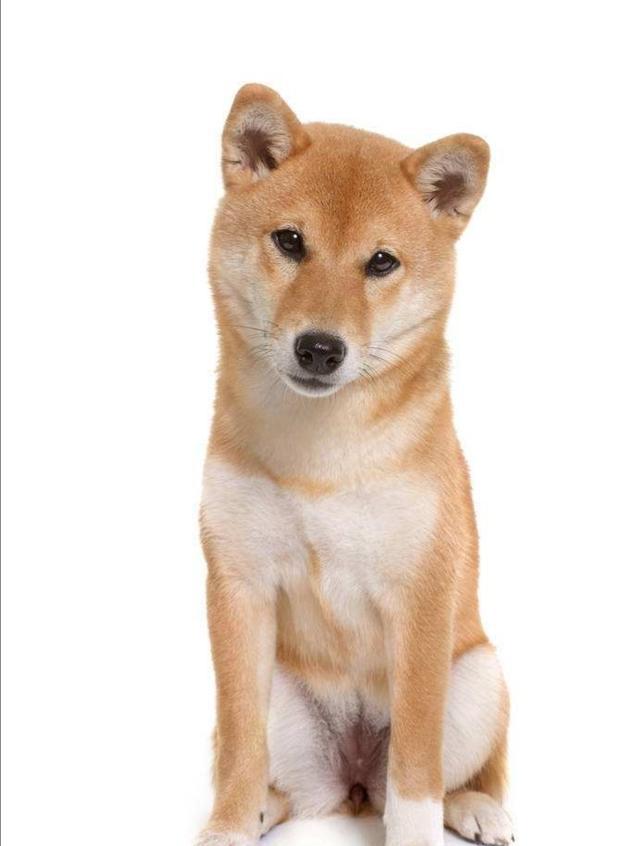 提起日本暖心电影,忠犬八公,你也一定有所耳闻吧?