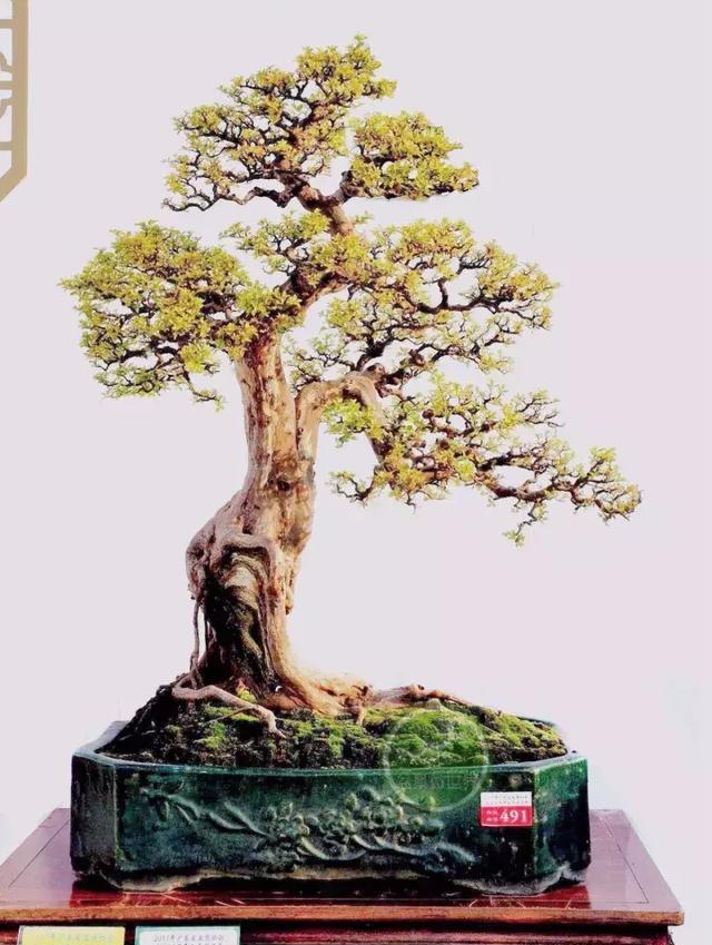 2017古镇盆景展金奖作品,建议收藏!