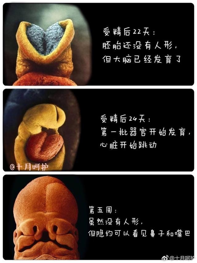 怀孕40天胎儿发育图,40天孕囊图片 最全的胎儿发育图,为你展示生命萌芽成长的整个过程!