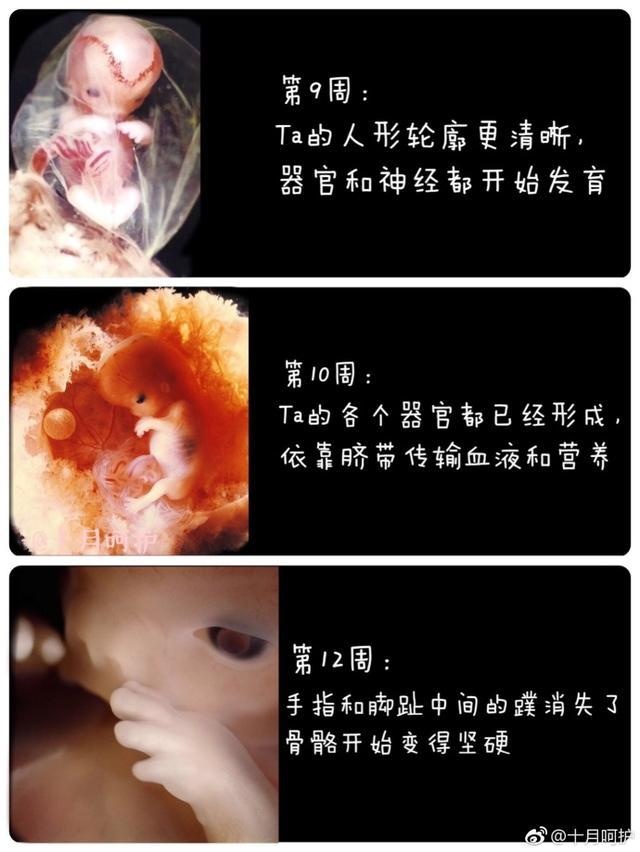 最全的胎儿发育图,为你展示生命萌芽成长的整个过程!
