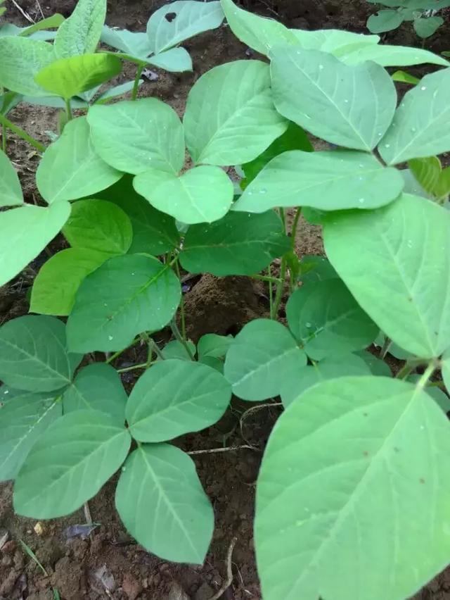 记录农村妈妈一天的辛苦生活