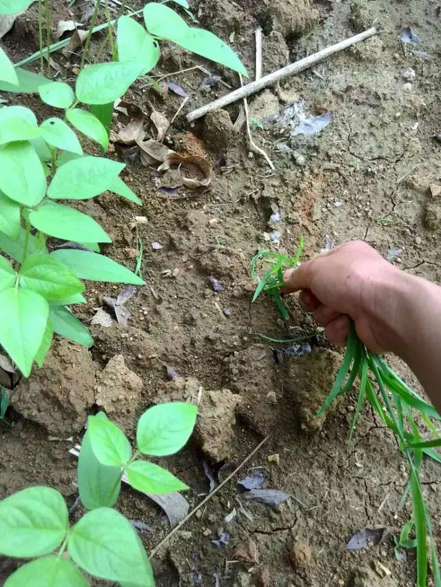 记录农村妈妈一天的辛苦生活