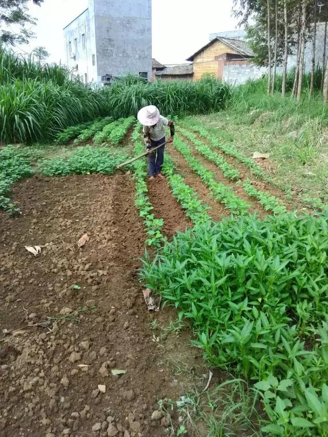 记录农村妈妈一天的辛苦生活