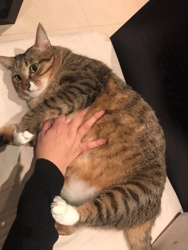 闺蜜送我中华大狸猫，三月后，我直接喊话闺蜜:你是不是跟我有仇