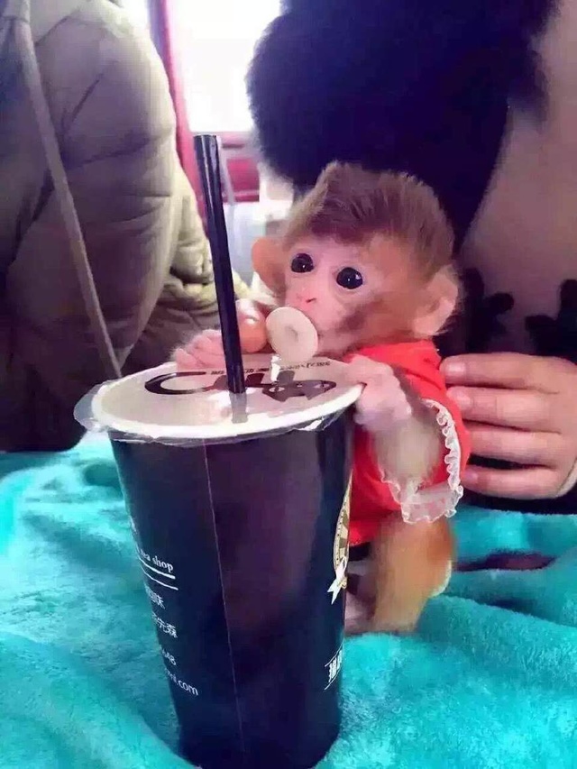 长不大的小猴子是什么猴?哪里有长不大的袖珍猴卖?迷你猴多