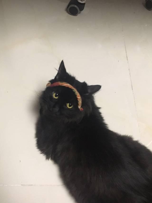 好容易有黑猫清晰照片,但照片里都是什么鬼