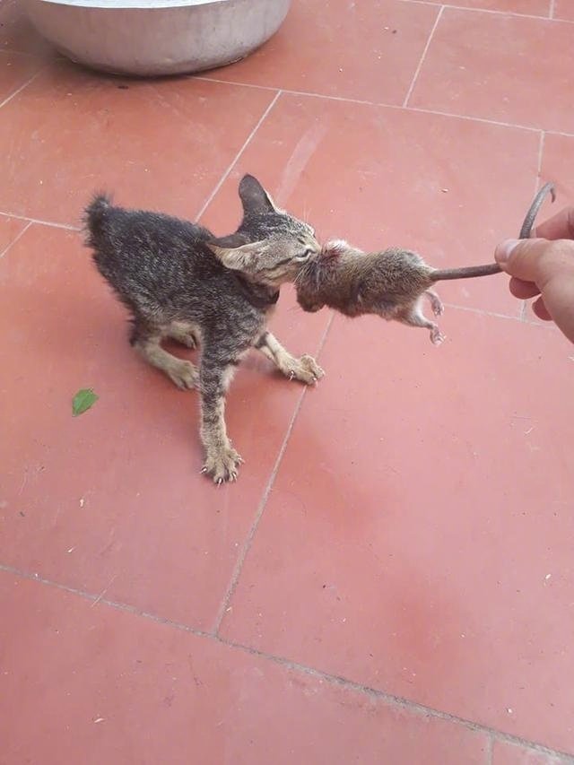 谁说现在的猫咪都不会捉老鼠了啊?这只小奶猫就捉了只超大的老鼠