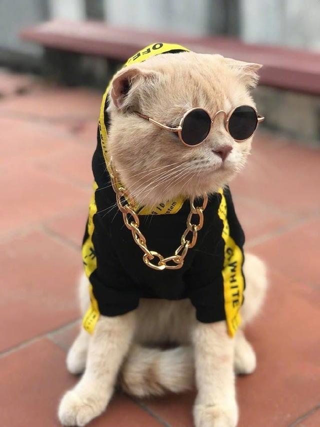 没关系,今天来吸一吸这些酷酷的猫咪.