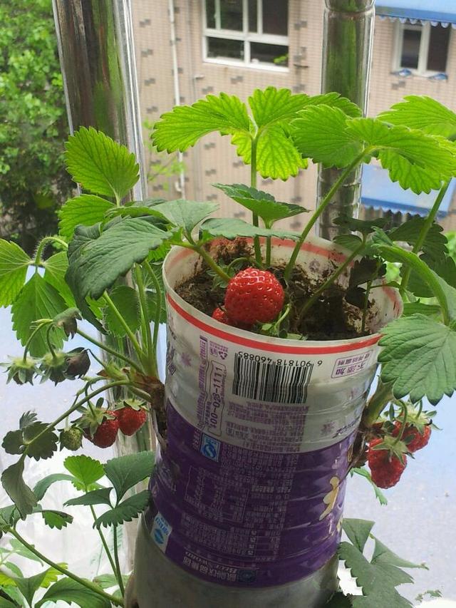 平民姐阳台种草莓(25) 没花盆也能种草莓?