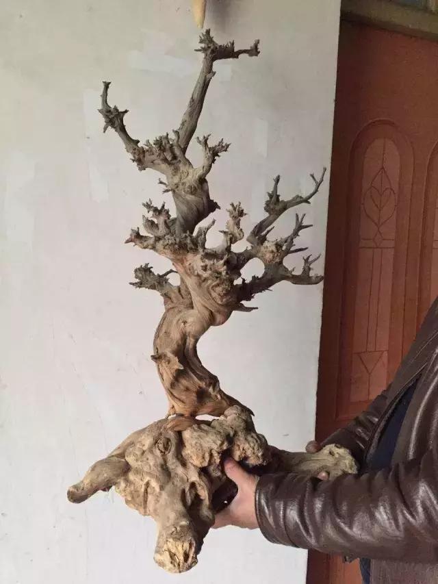 感谢大自然的慷慨馈赠和鬼斧神工, 太行崖柏精品欣赏
