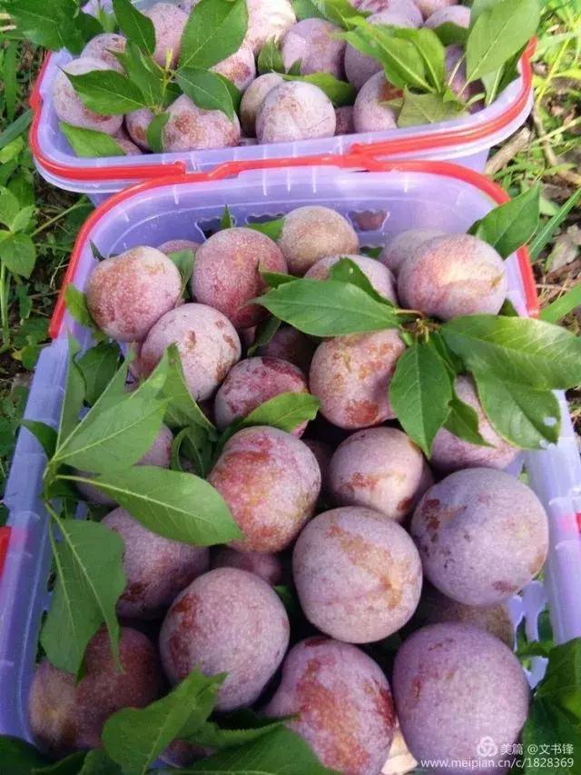 千树万树李花开桂林荔浦有个数百亩花海免费赏花正当时约吗