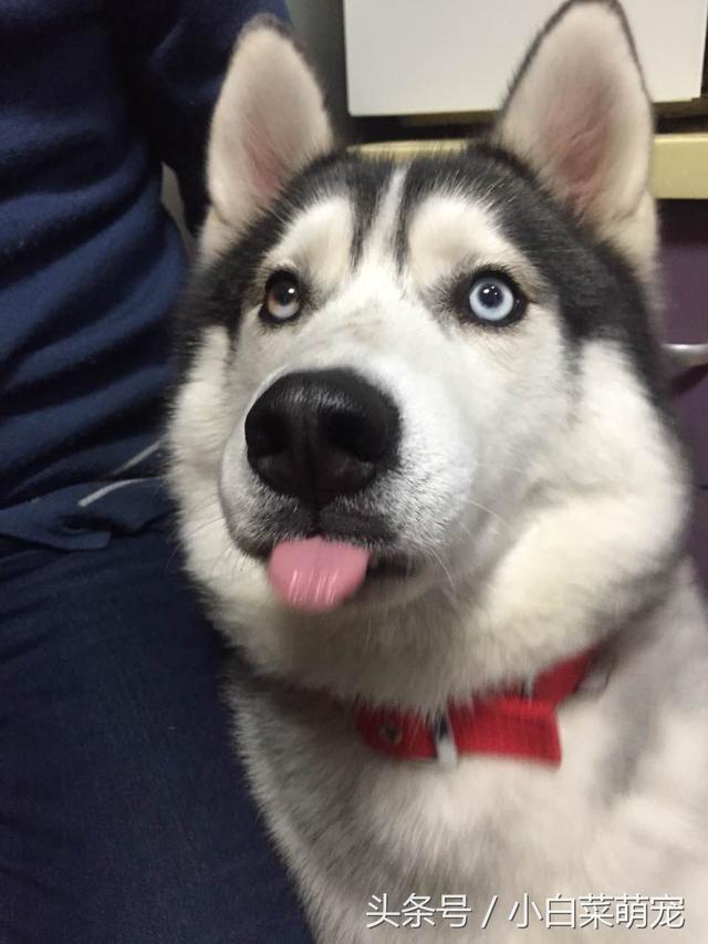 成精哈士奇不想回家躺地演戏装死,主人使用这