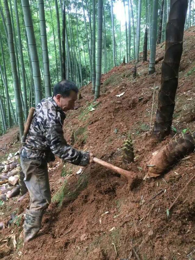 看了这个终于知道他是为了什么!原来是专门为了挖竹笋的.