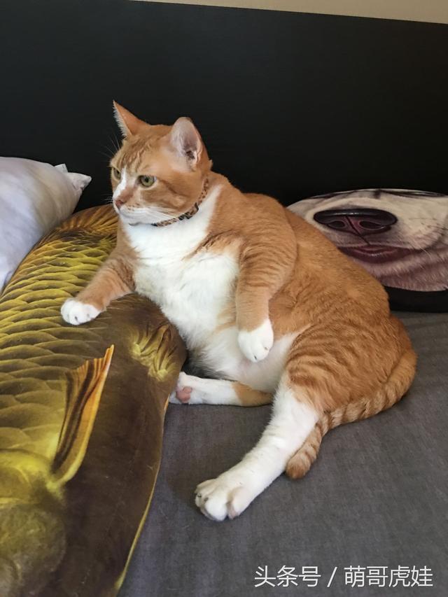 铲屎的发现家里的虎斑猫长得好像猞猁,小猫:宝宝的亲爹找到了?