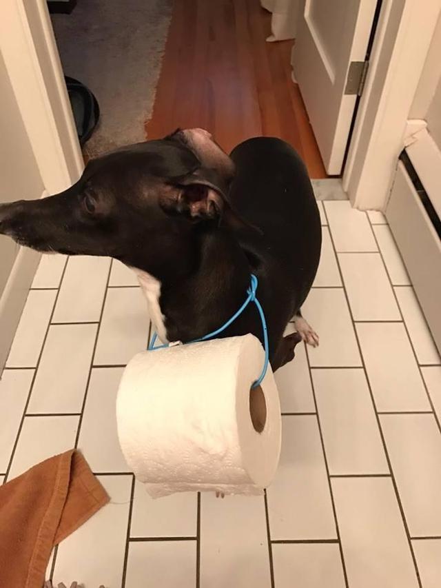 上厕所没带纸喊狗来救急,狗脖子上挂卷纸跑进厕所!