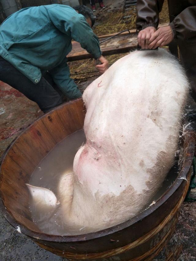 杀猪的场景就显得格外的珍贵,宰猪之前先要请几个身强力壮的人来帮忙